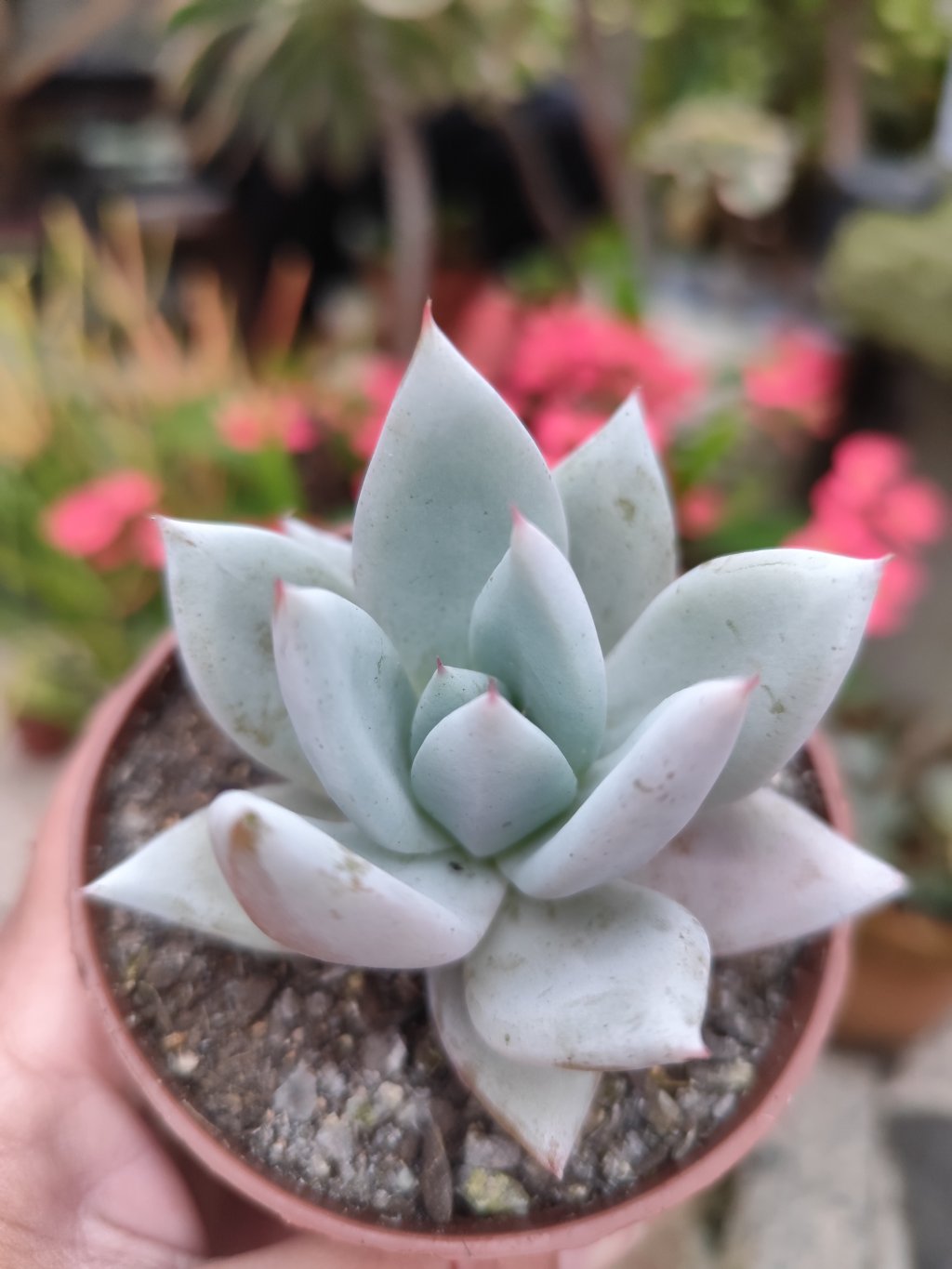 Colorata mexican giant