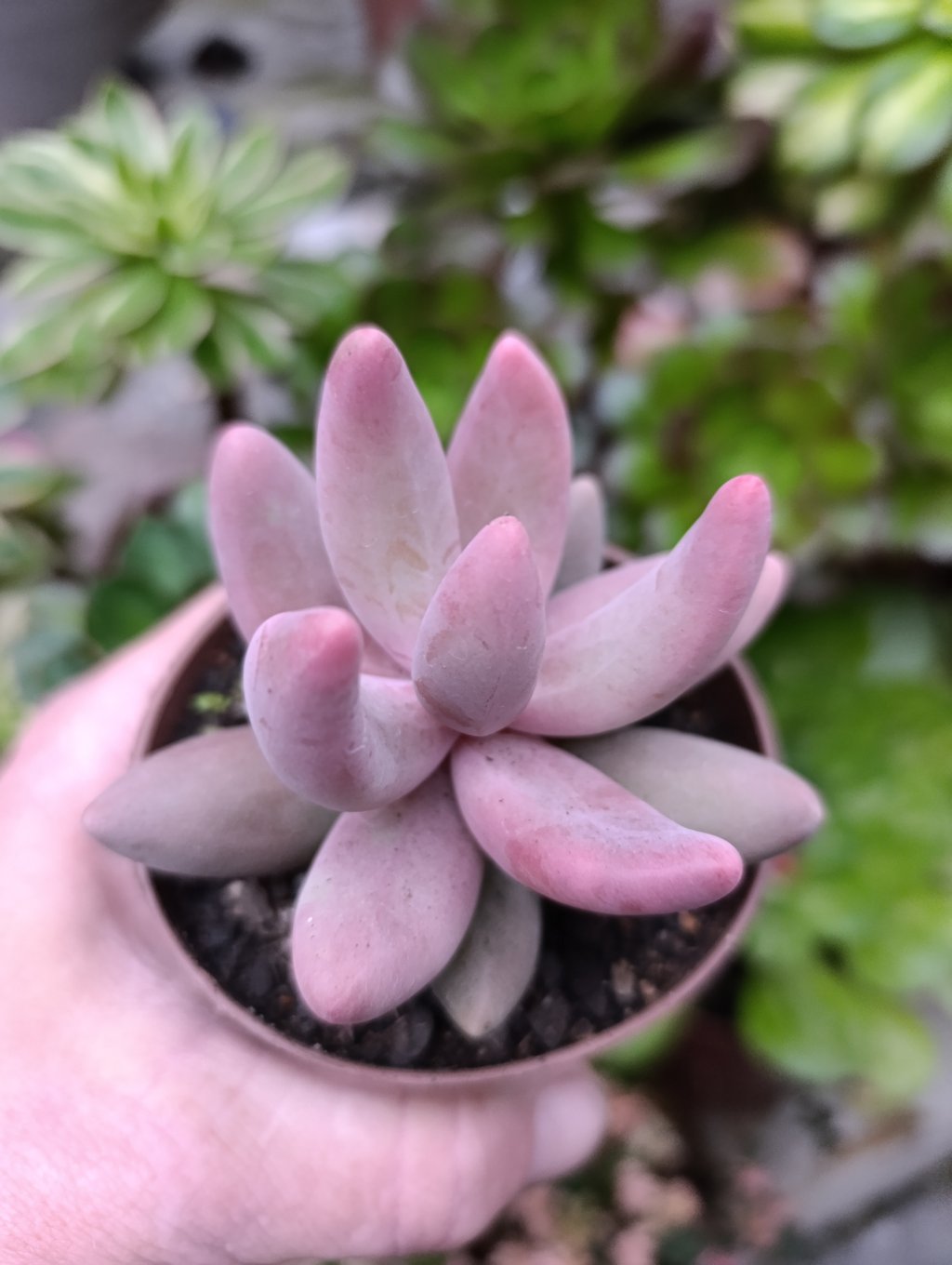 Pachyphytum Guangzhou 