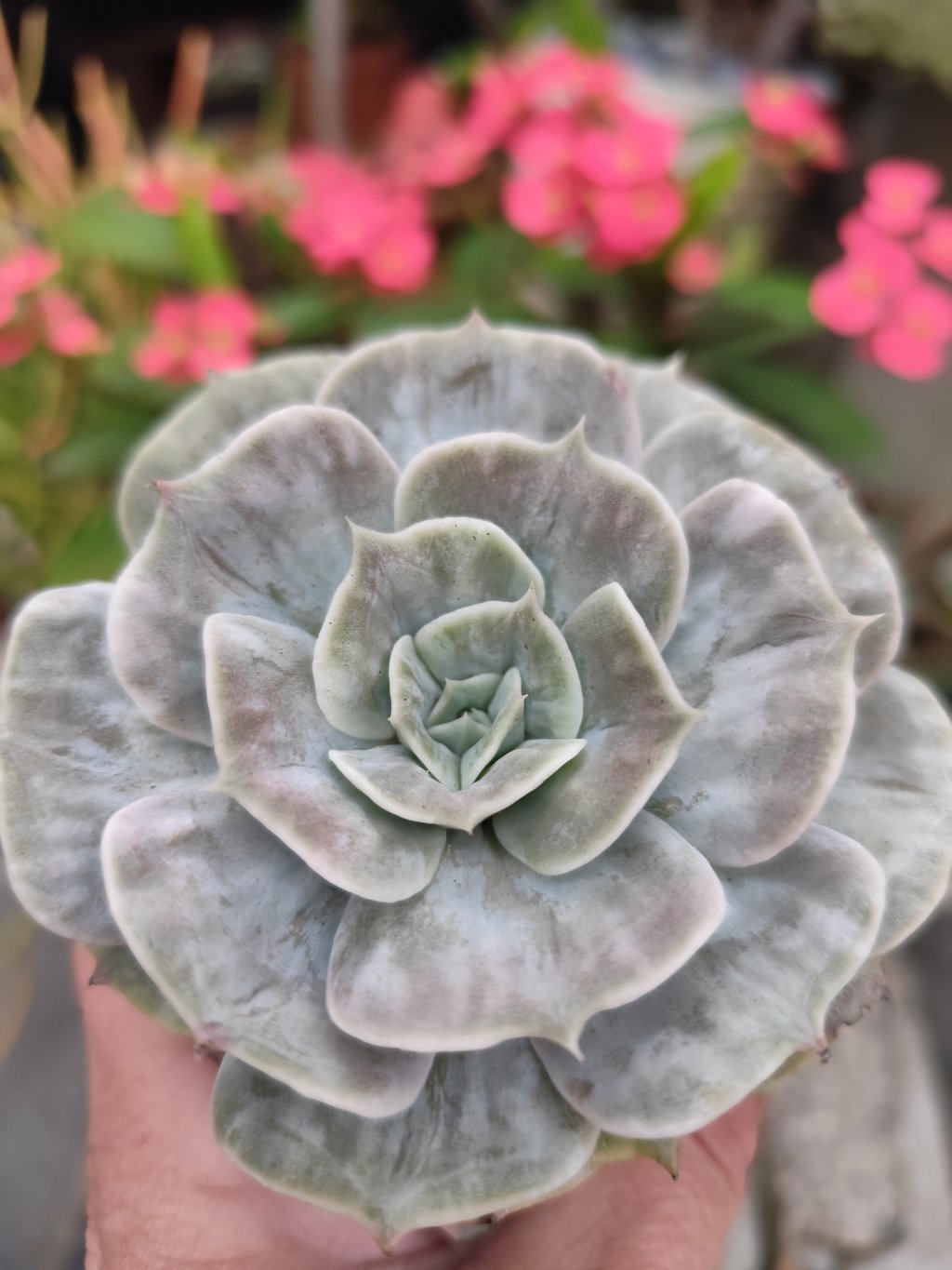 Lilacina marble/ Magic baal