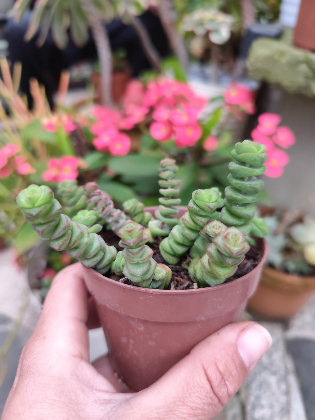 Colar de bebê (verde)