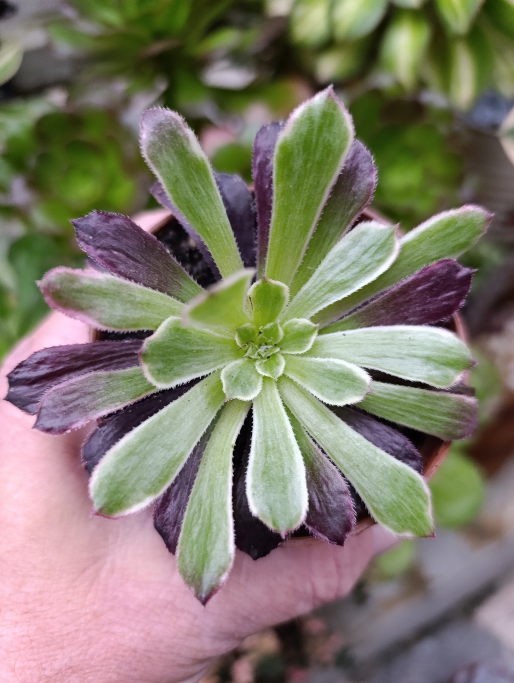Aeonium Cherry drean