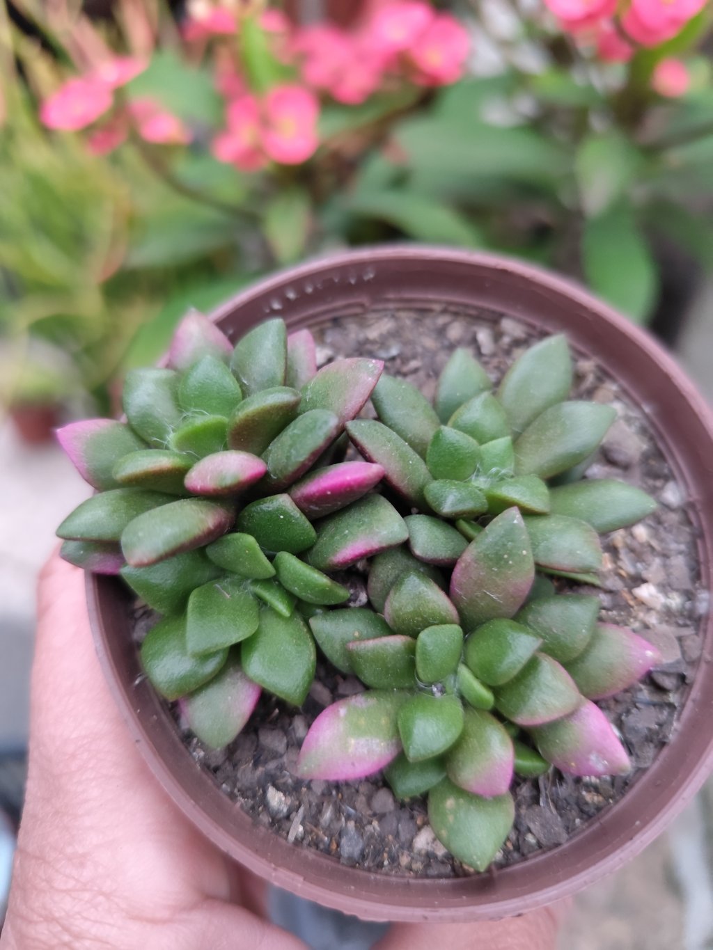 Anacampserus variegata 