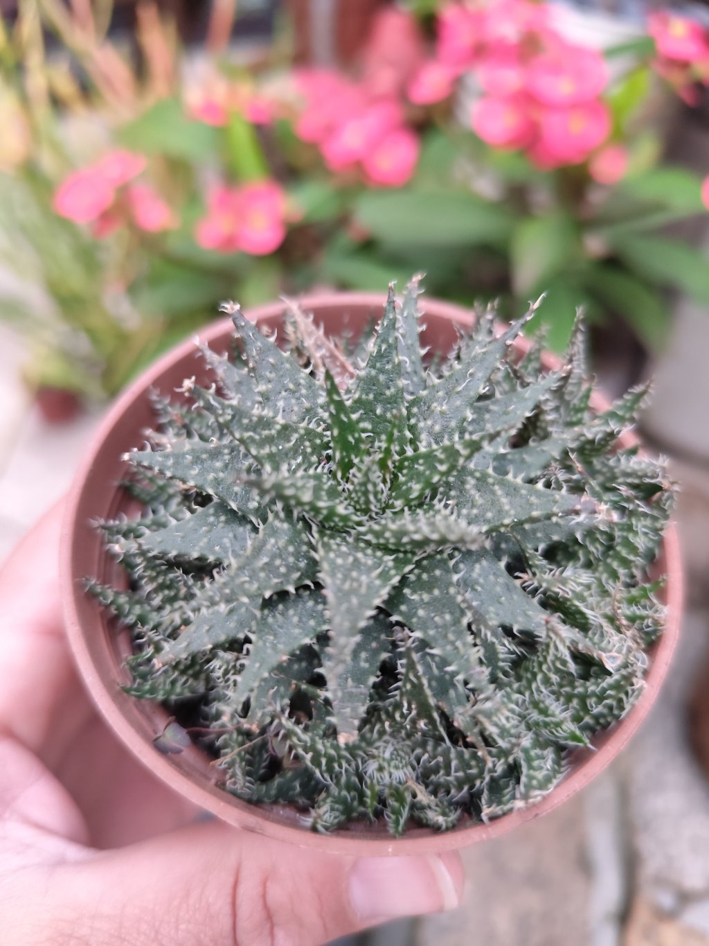 Aloe pepe