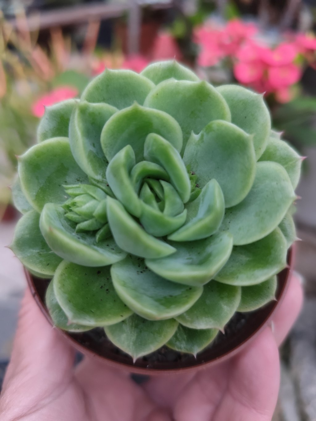 Lime'm chile