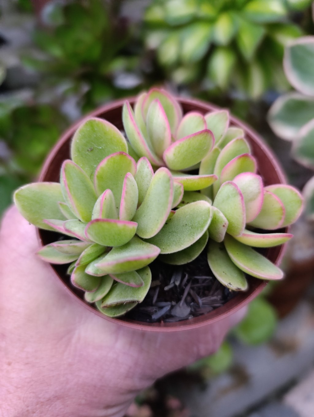 Money maker variegata 