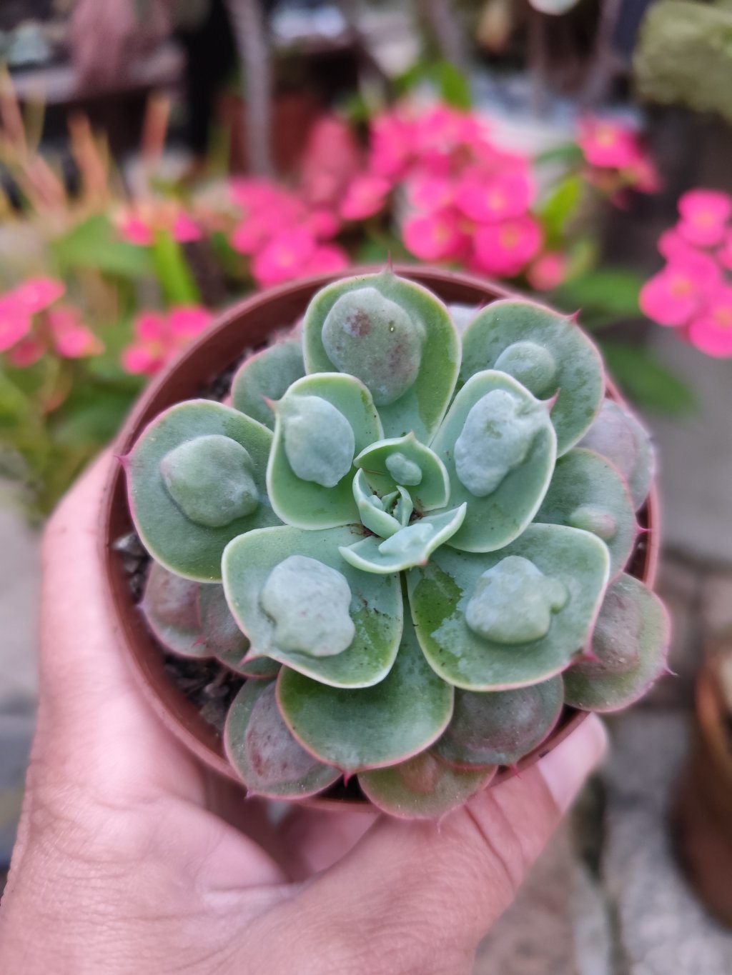 Raindrops