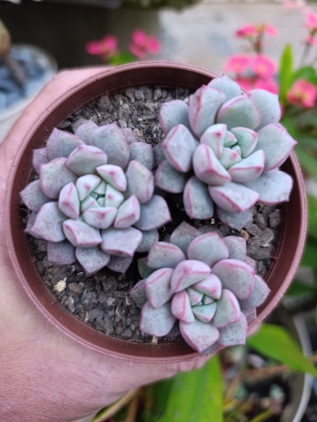 Subcorymbosa Lao - 30 