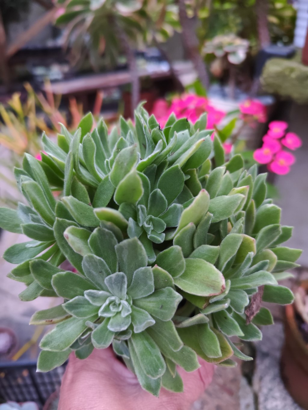 Aeonium balerine variegata 