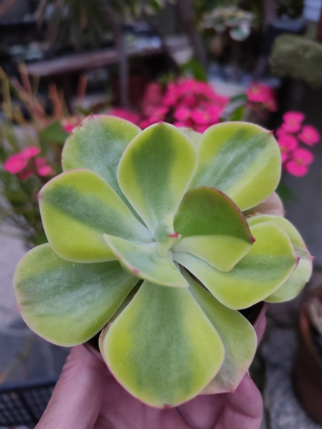Enfant variegata 