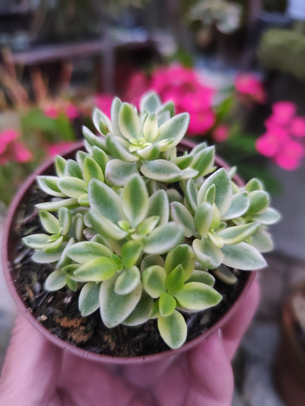 Crassula Volkensii variegata 