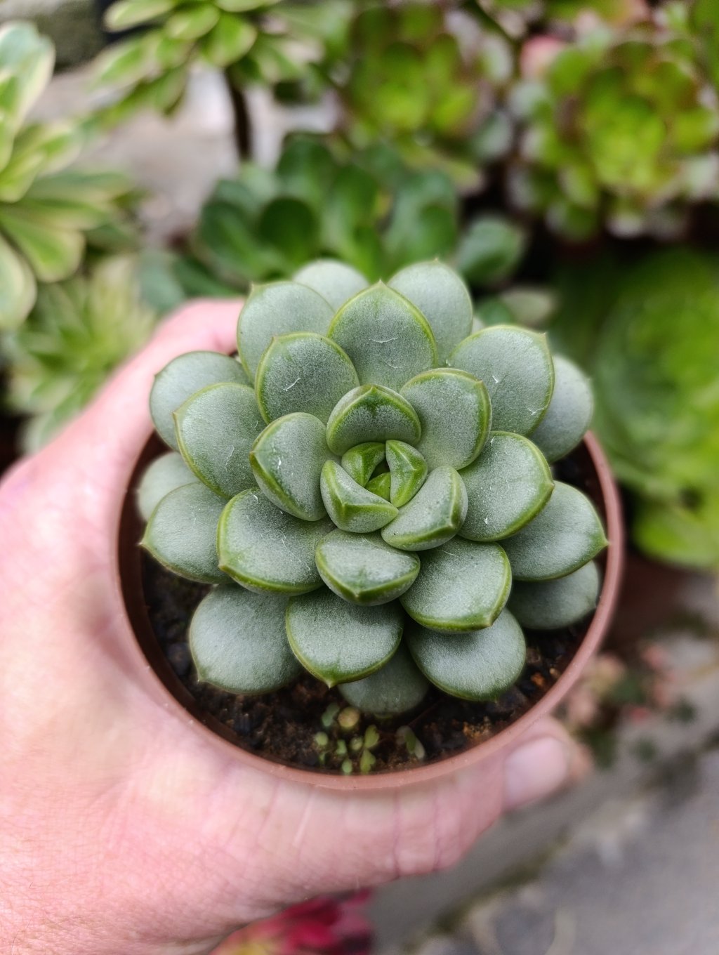 Ametorum 