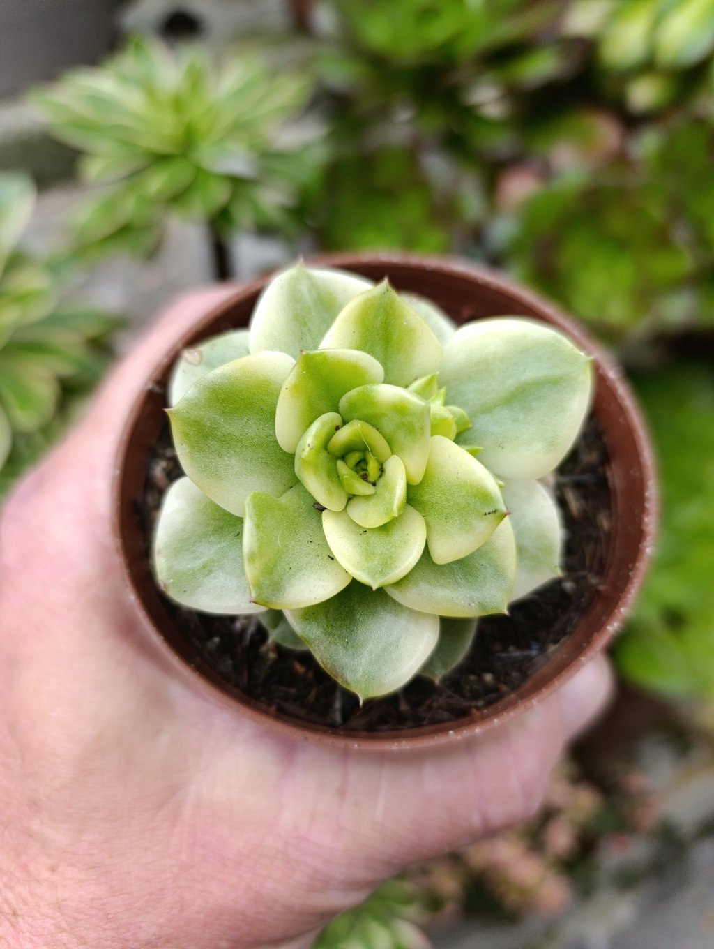 Sedeveria Holly variegata 