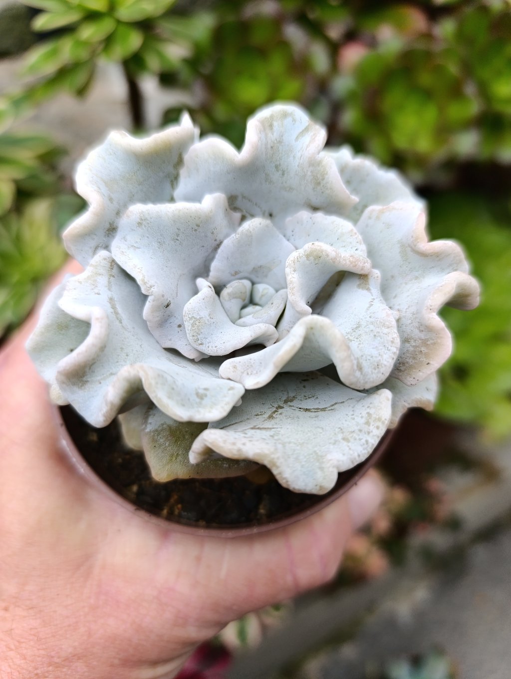 Crispate beauty