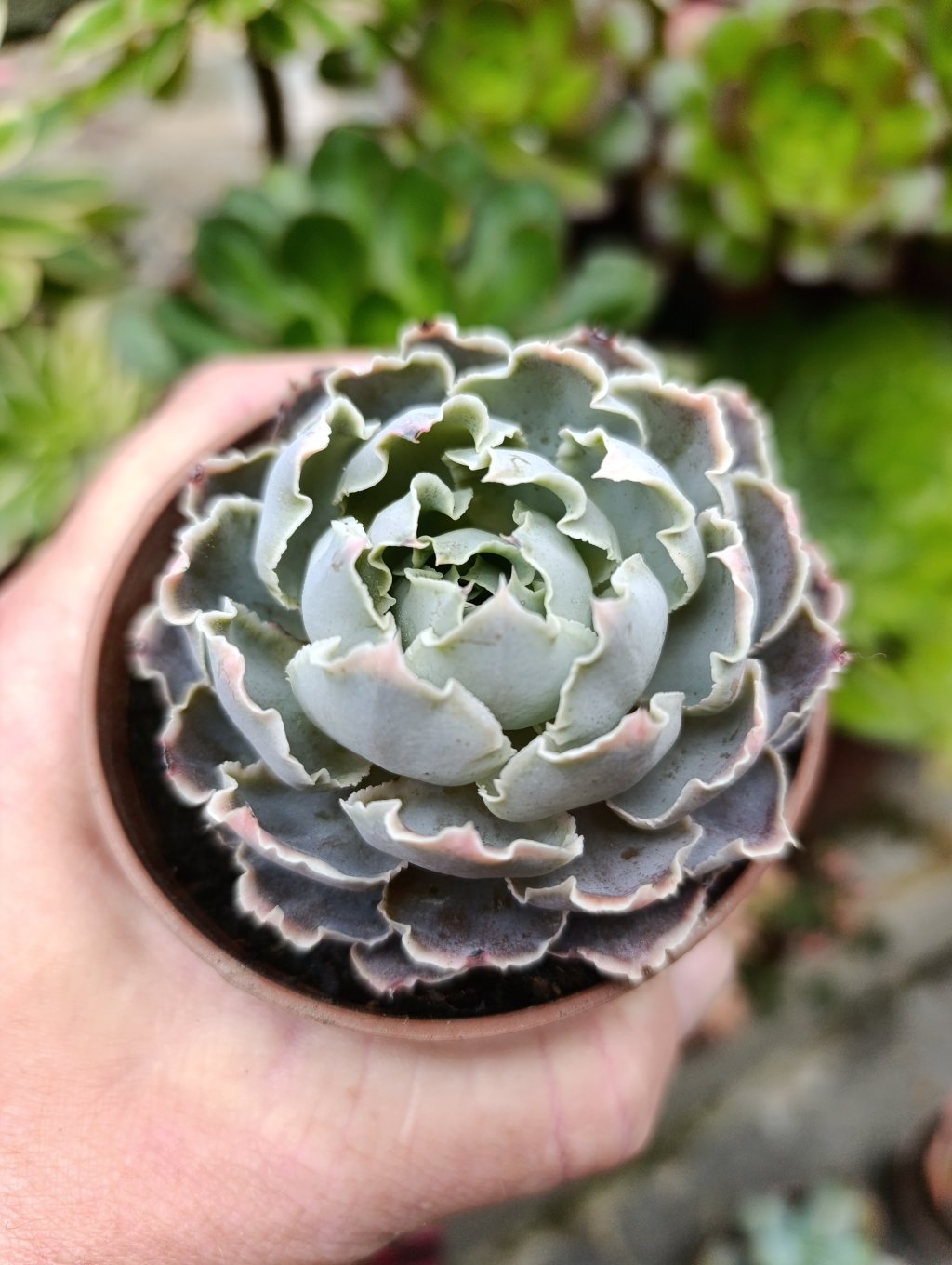 Shaviana alcachofra