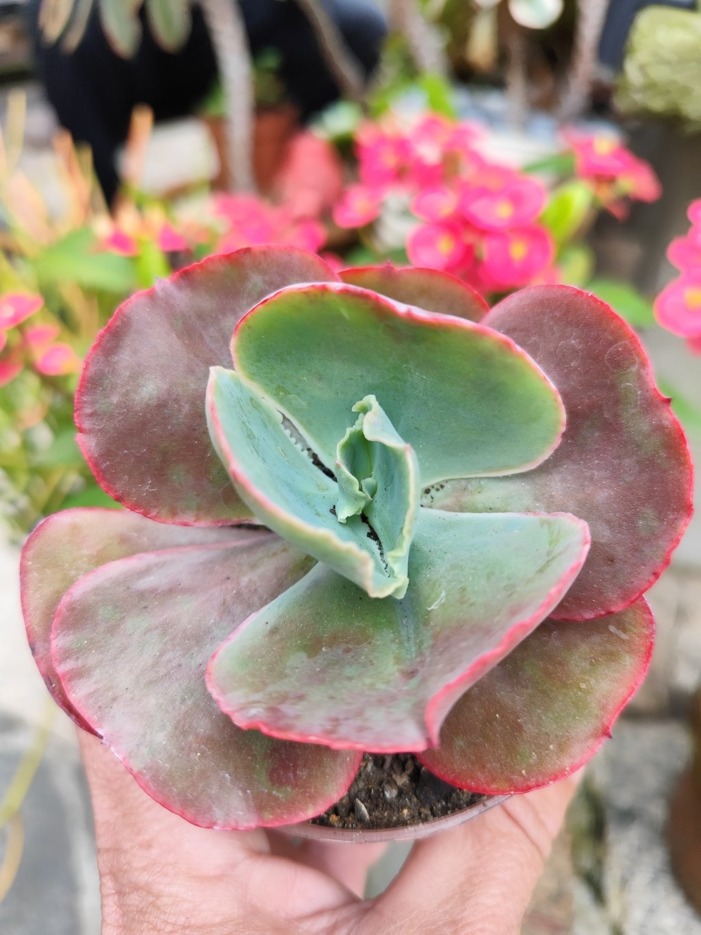 Mauna loa 