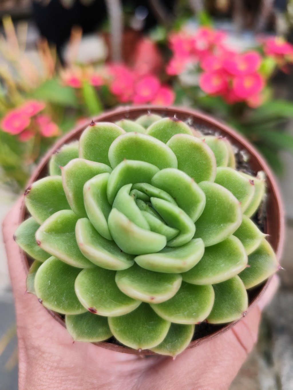 Nanacan 