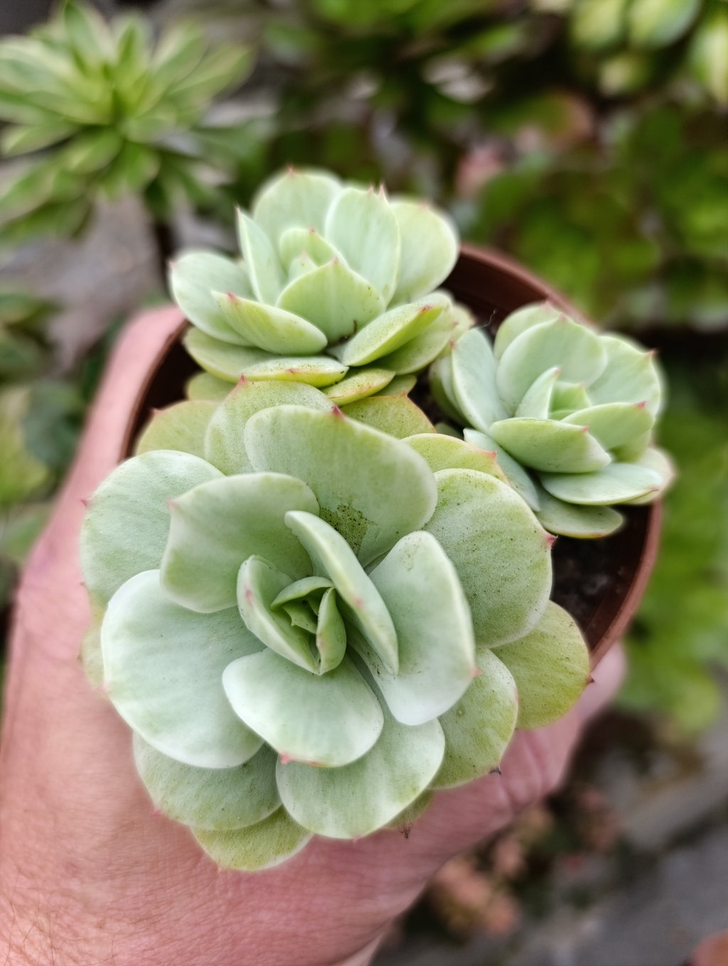 Mandala citrus variegata 