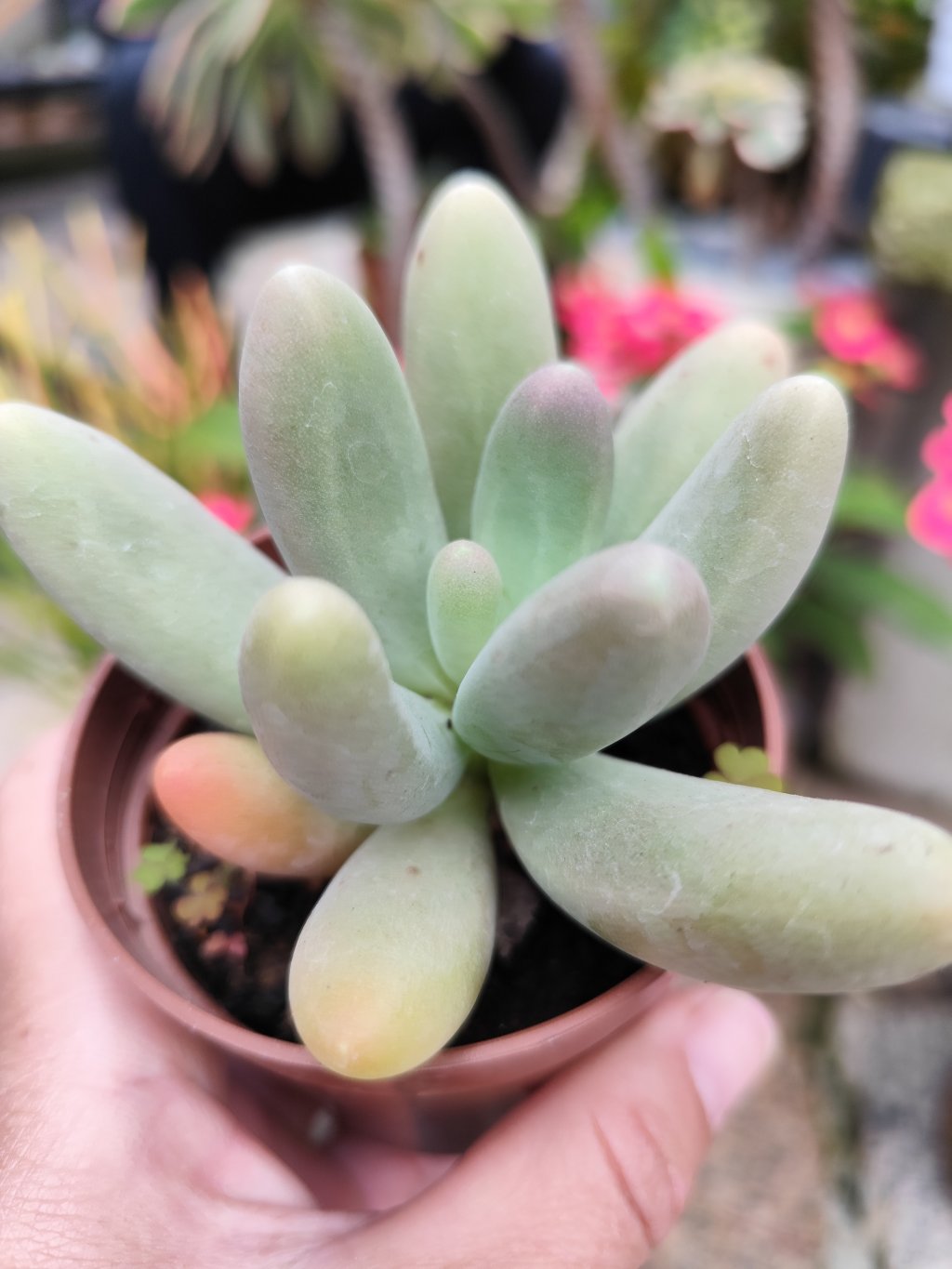 Pachyphytum fitikaui