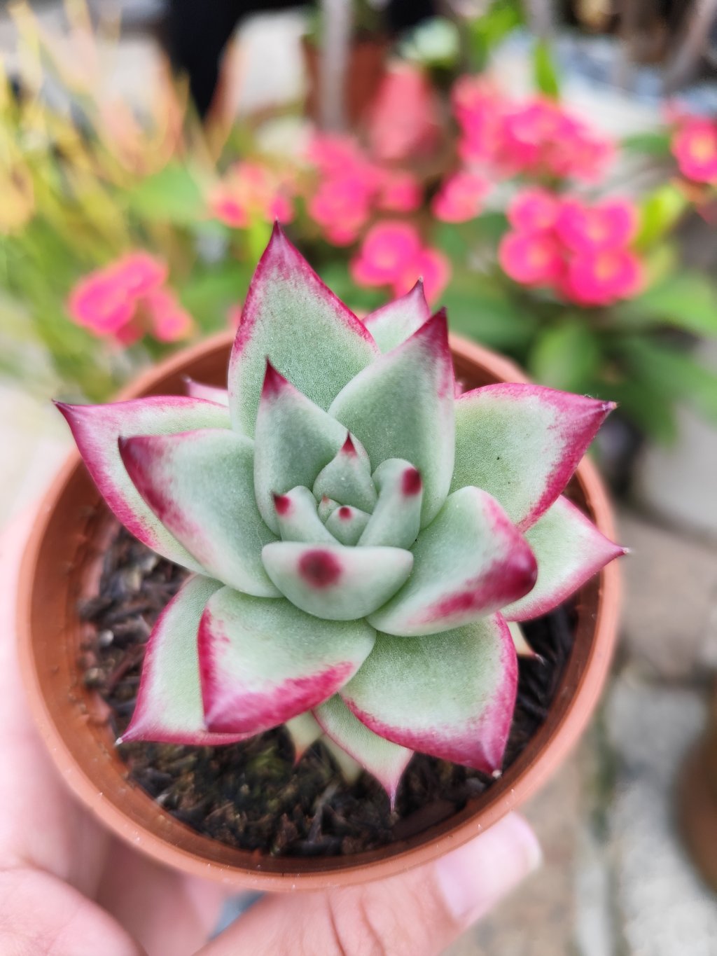Electra 