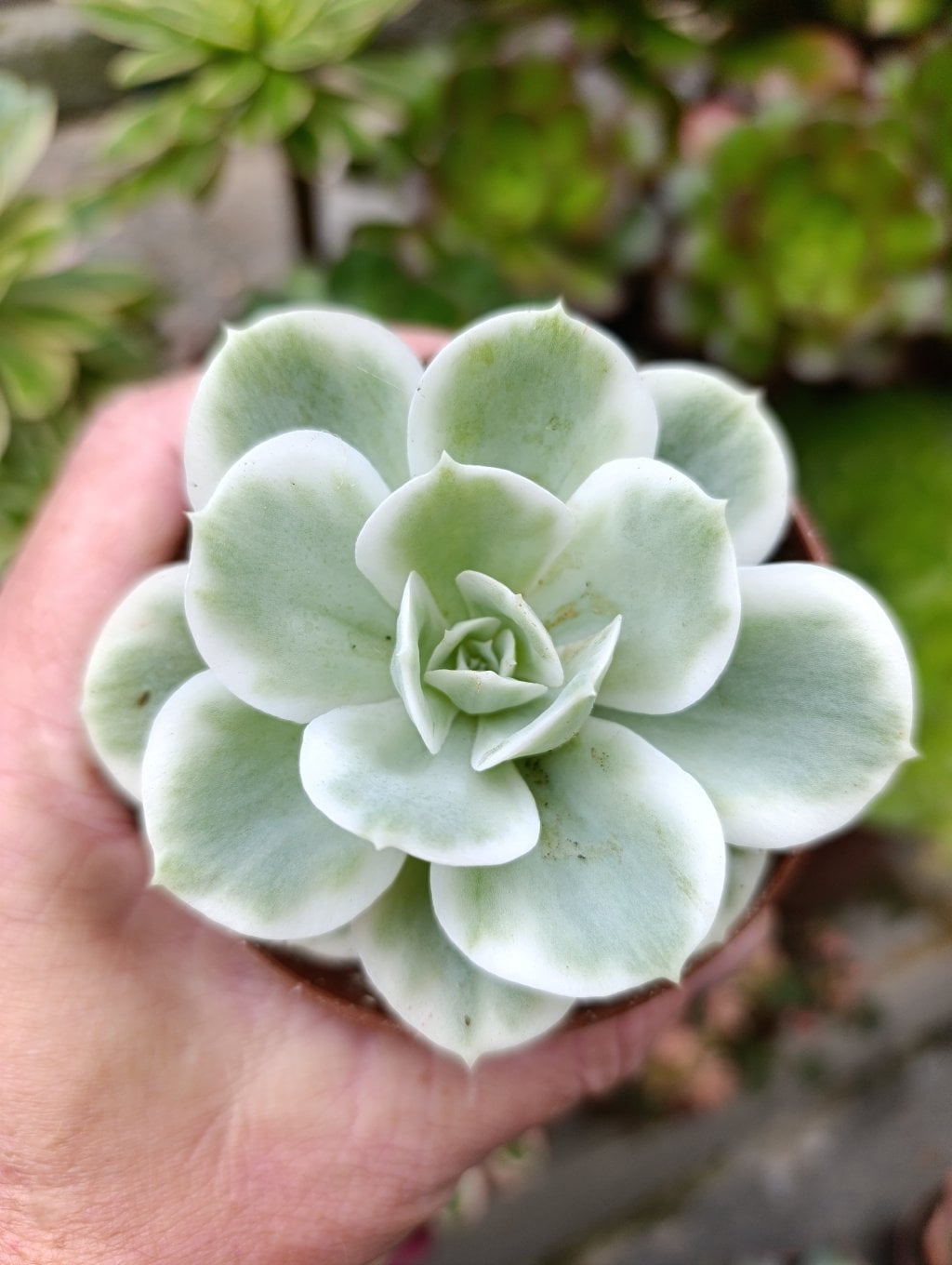 Lemon rose variegata 