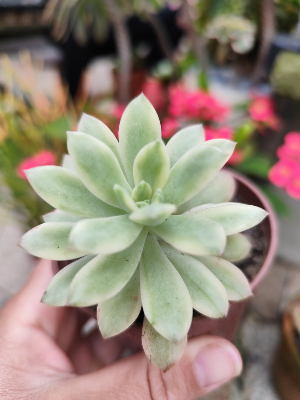 Minibelle variegata 