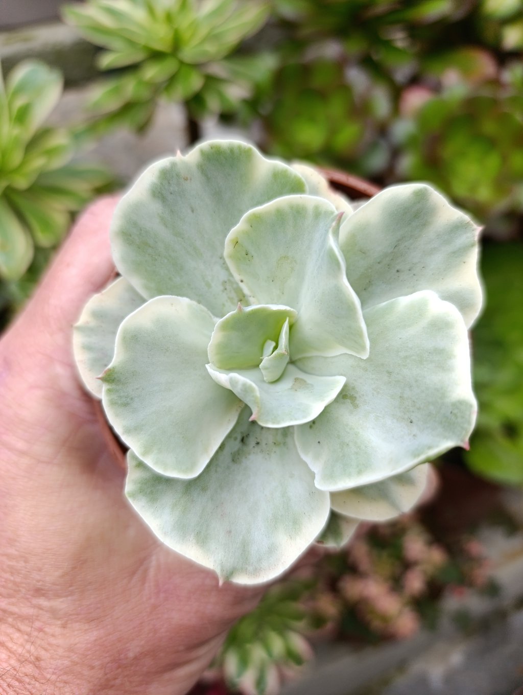 Japan moon river variegata 