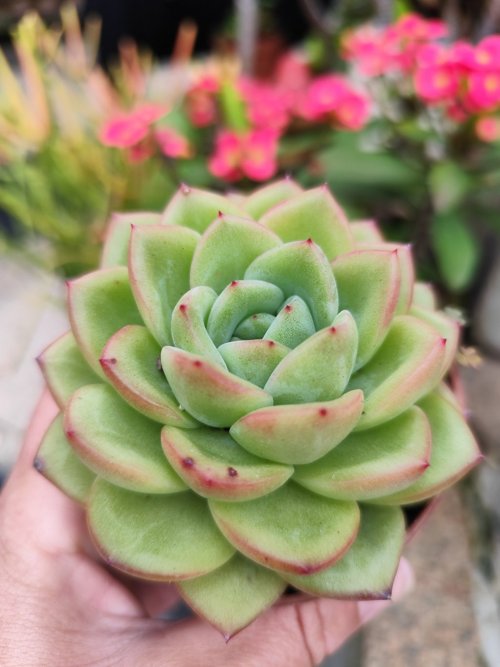 Pink champanhe 