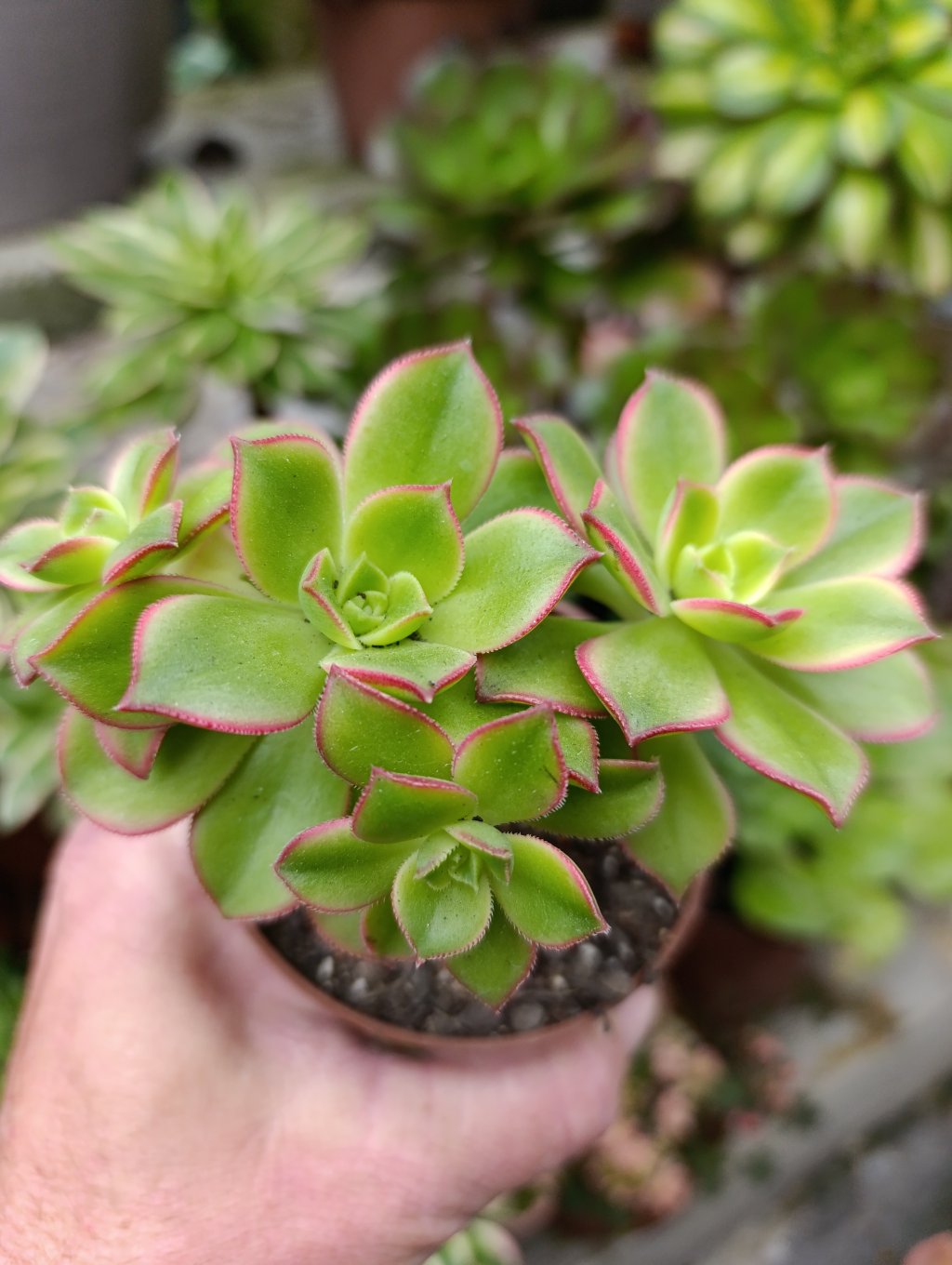 Aeonium kiwi 