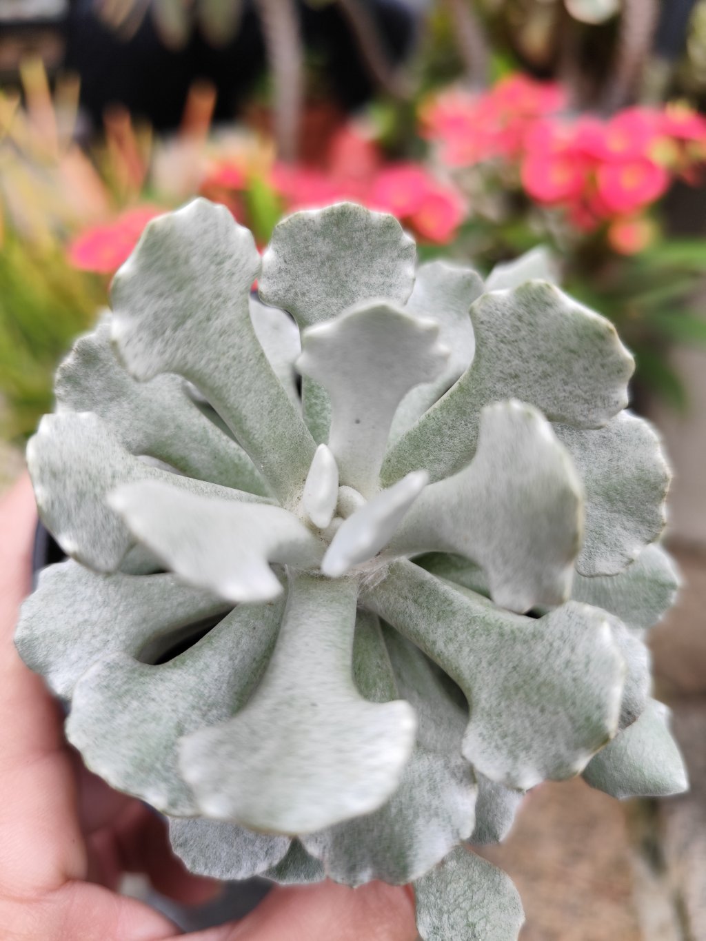 Senecio scaposus adoensis