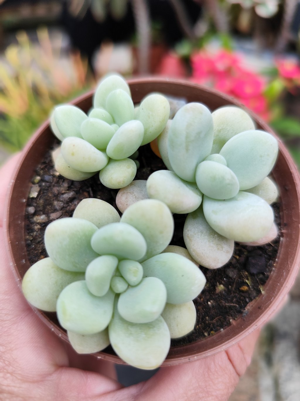 Graptosedum miul 