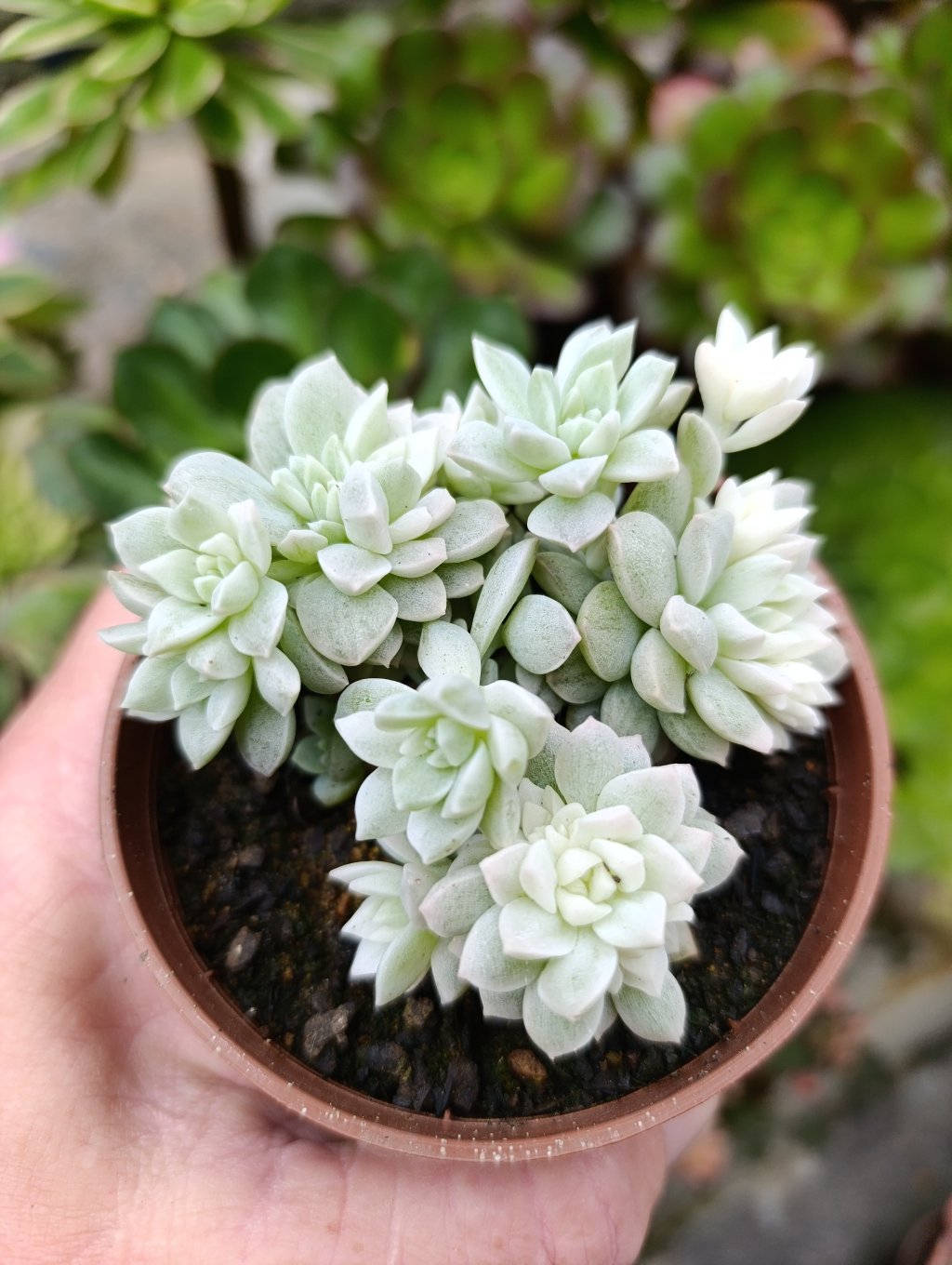 Prolifica variegata 