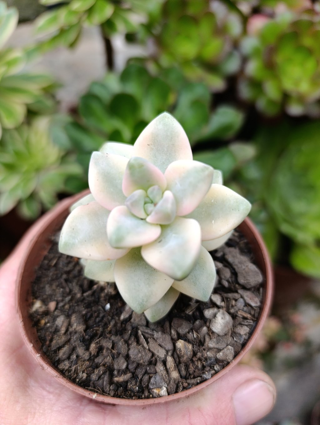 Victor Kane variegata 