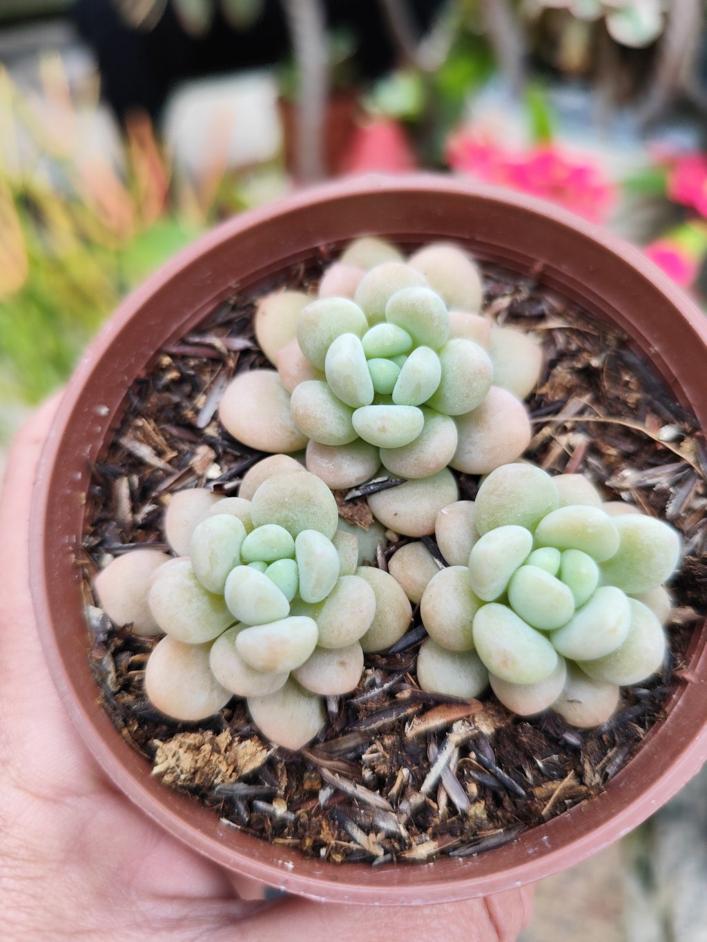 Sedum candy 