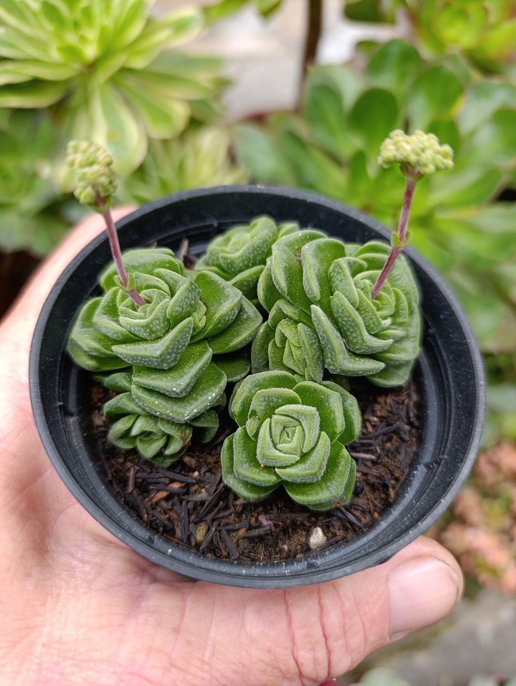 Crassula suzanae