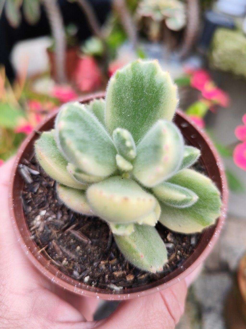 Patinha de urso variegata 