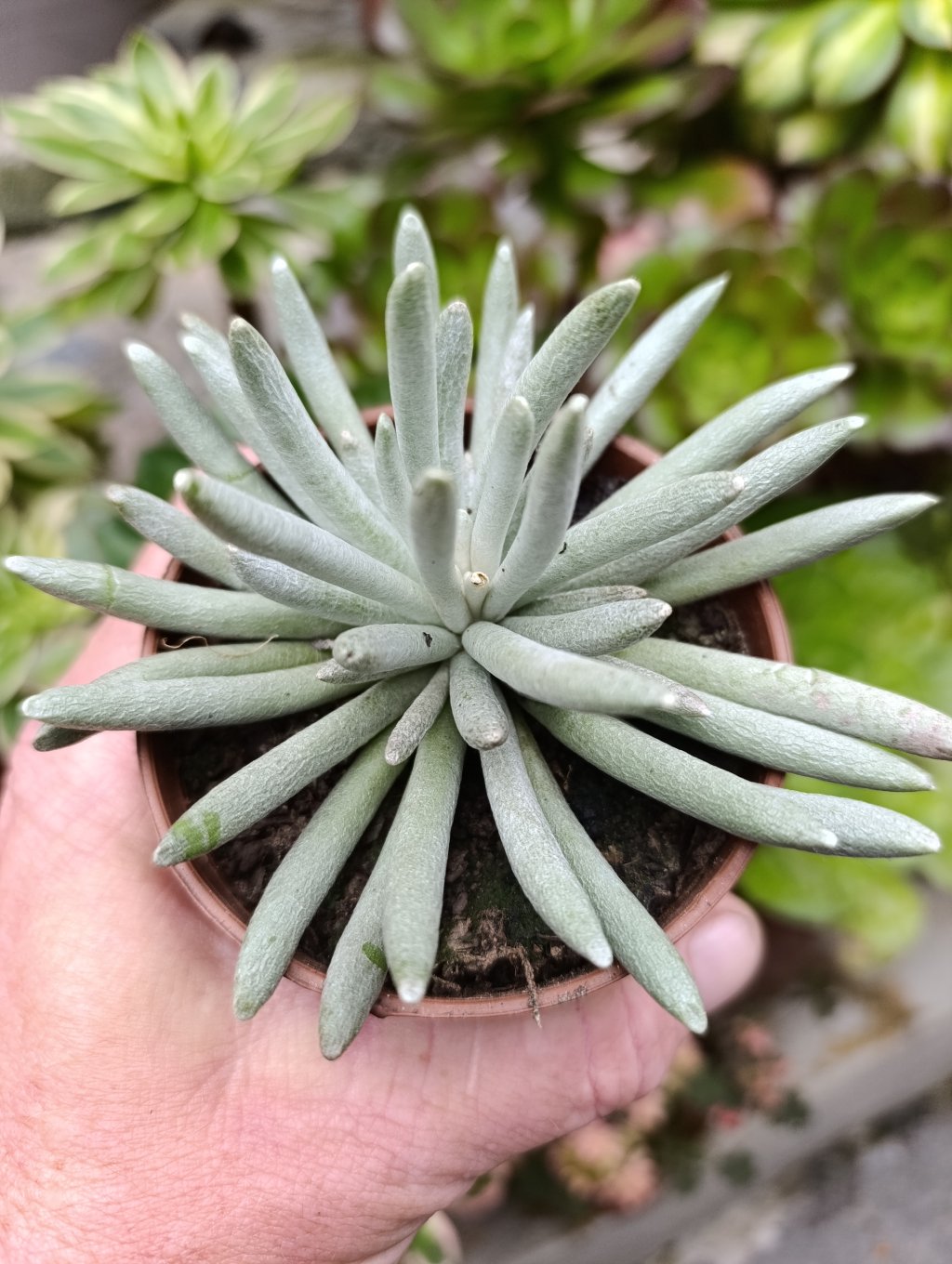 Senecio scaposus 