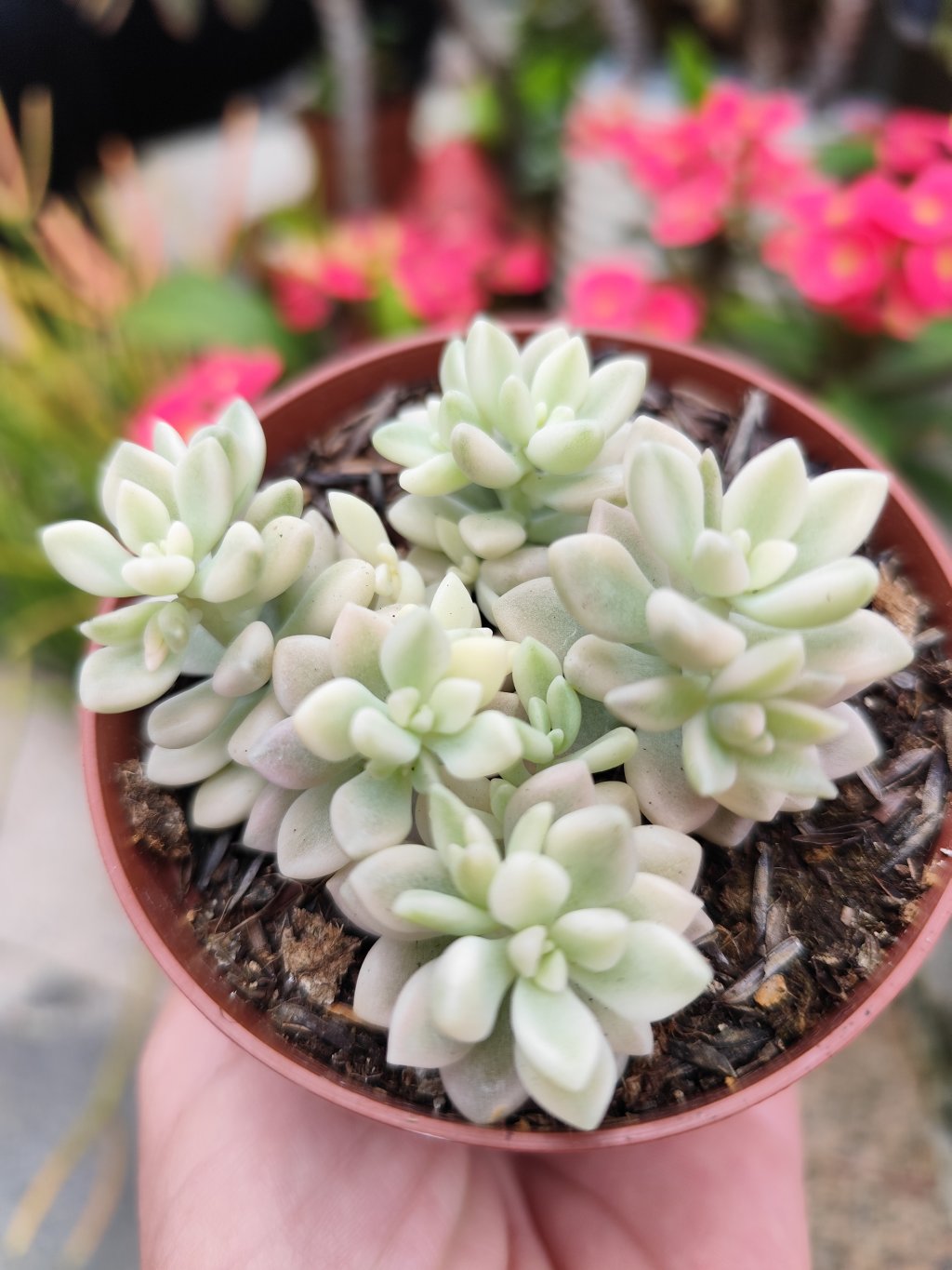 Merinae variegata 