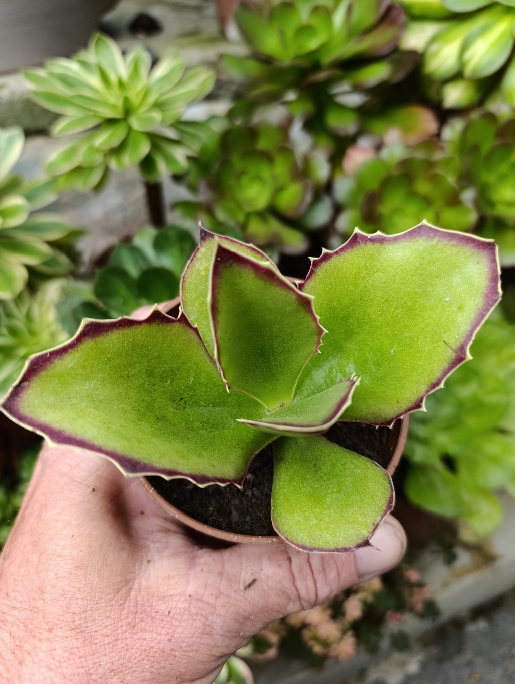 Kalanchoe sicepala