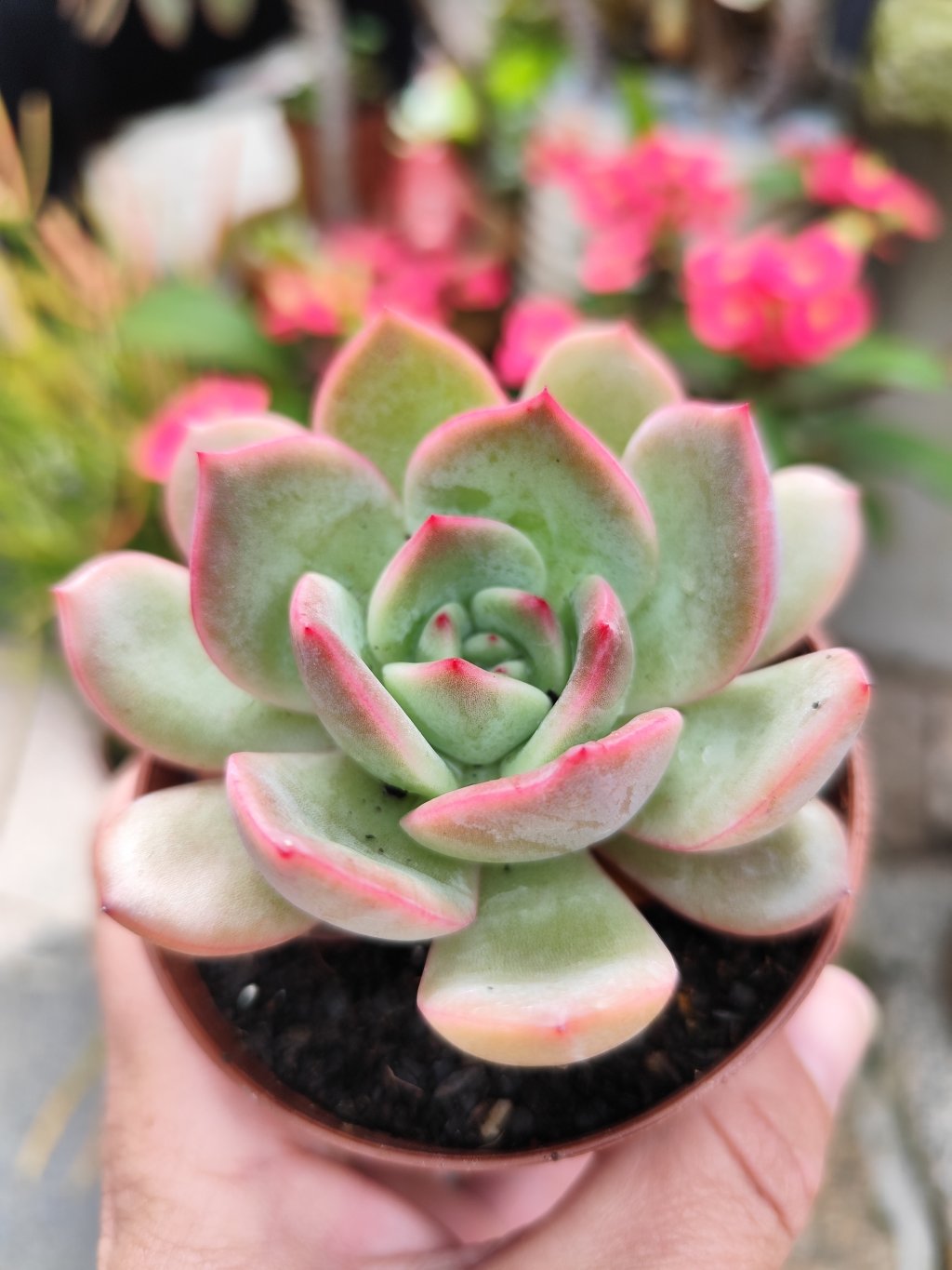 Glam pink