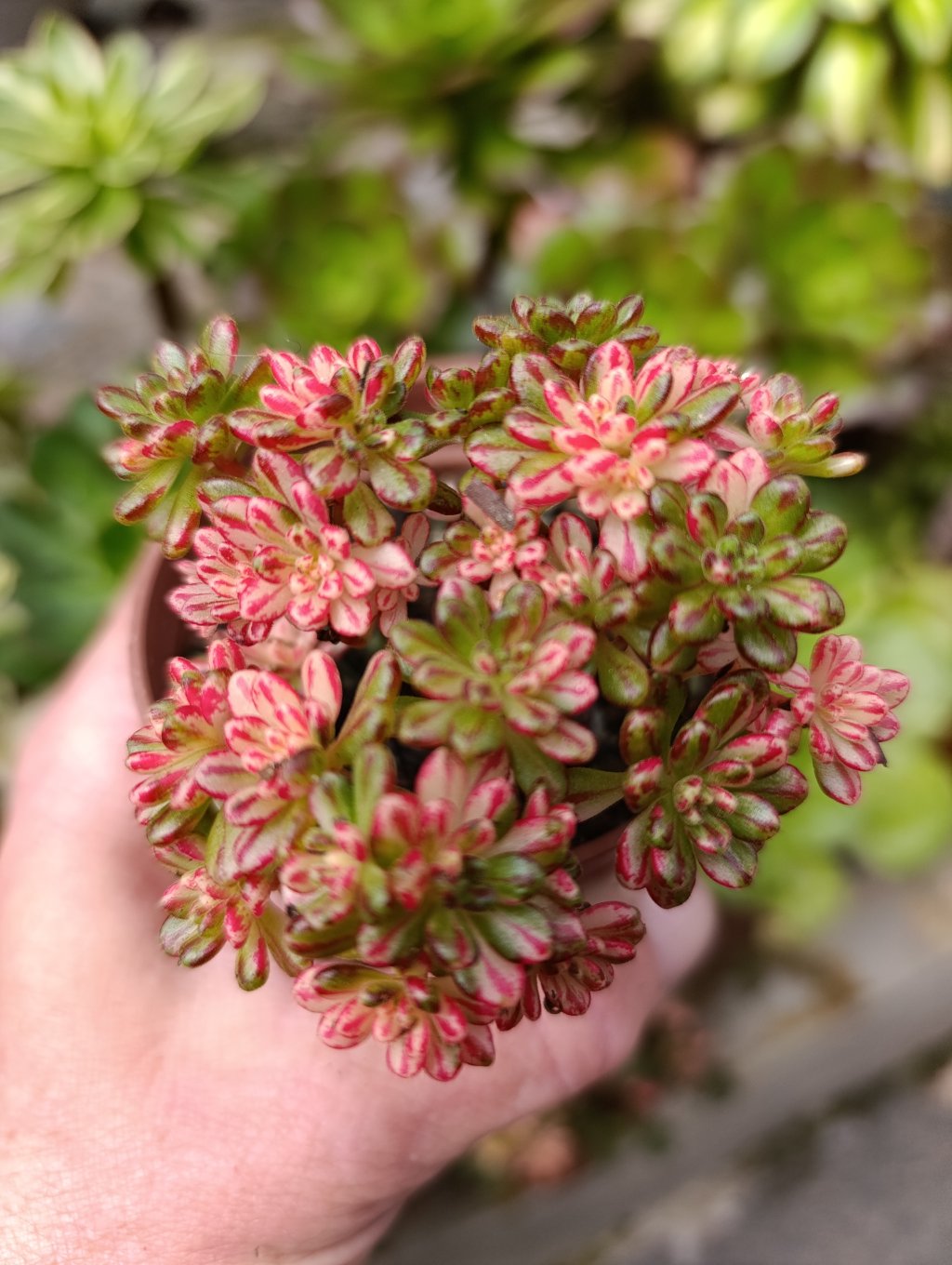 Aeonium sedifolium variegata 