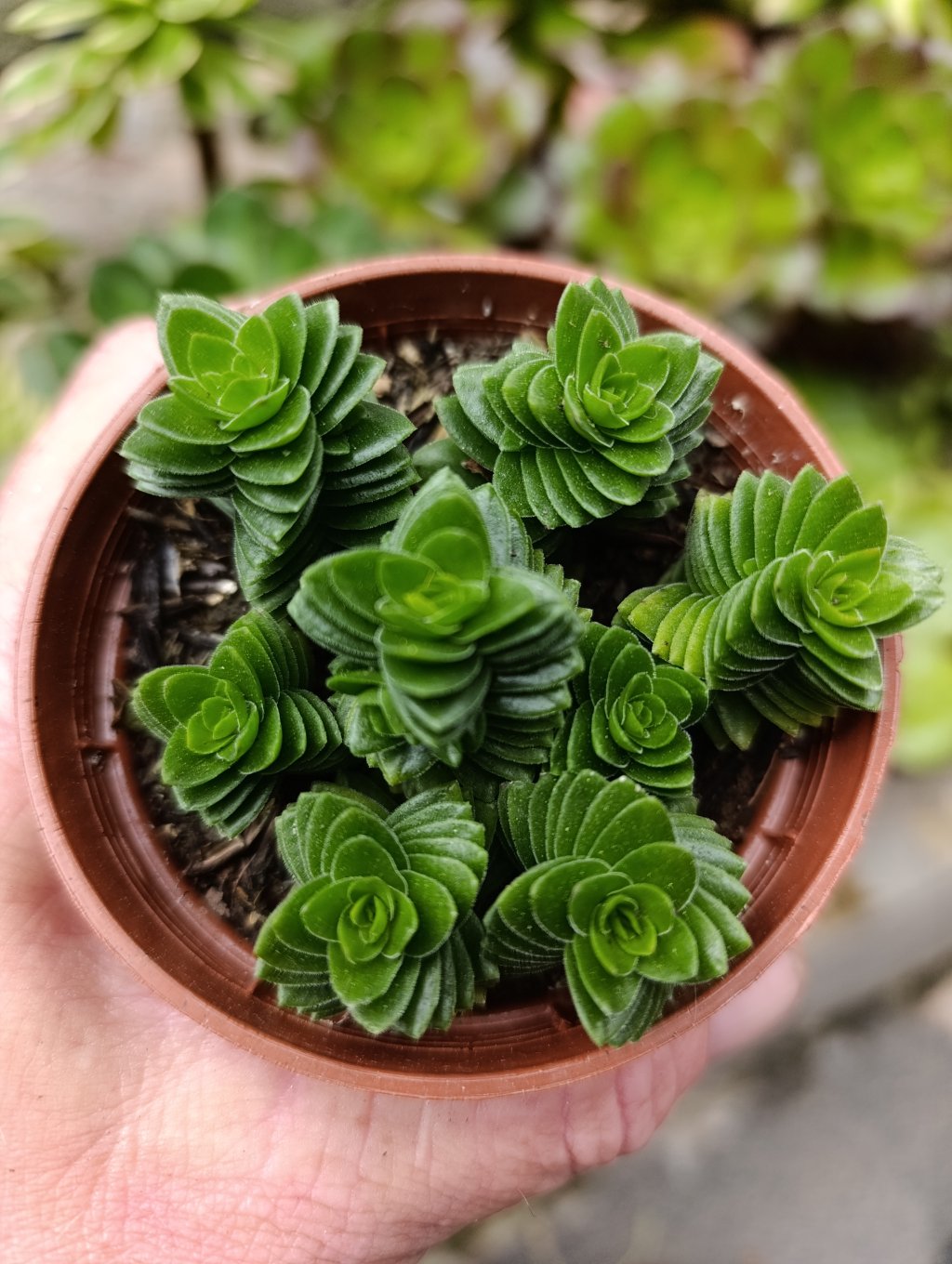 Crassula spiralis