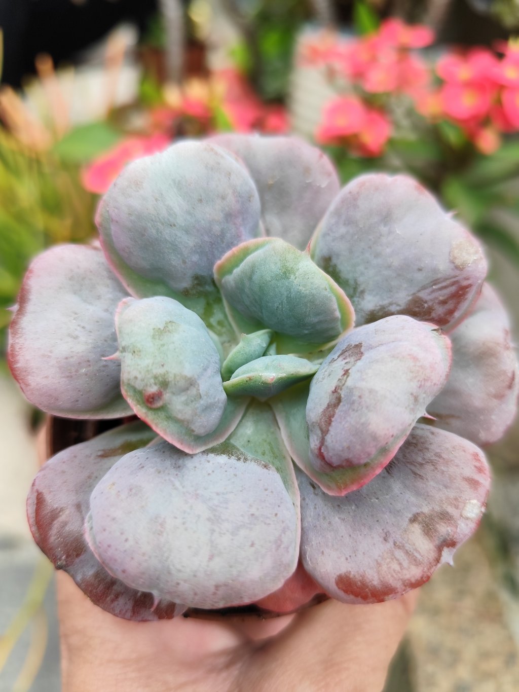 Heart's delight 