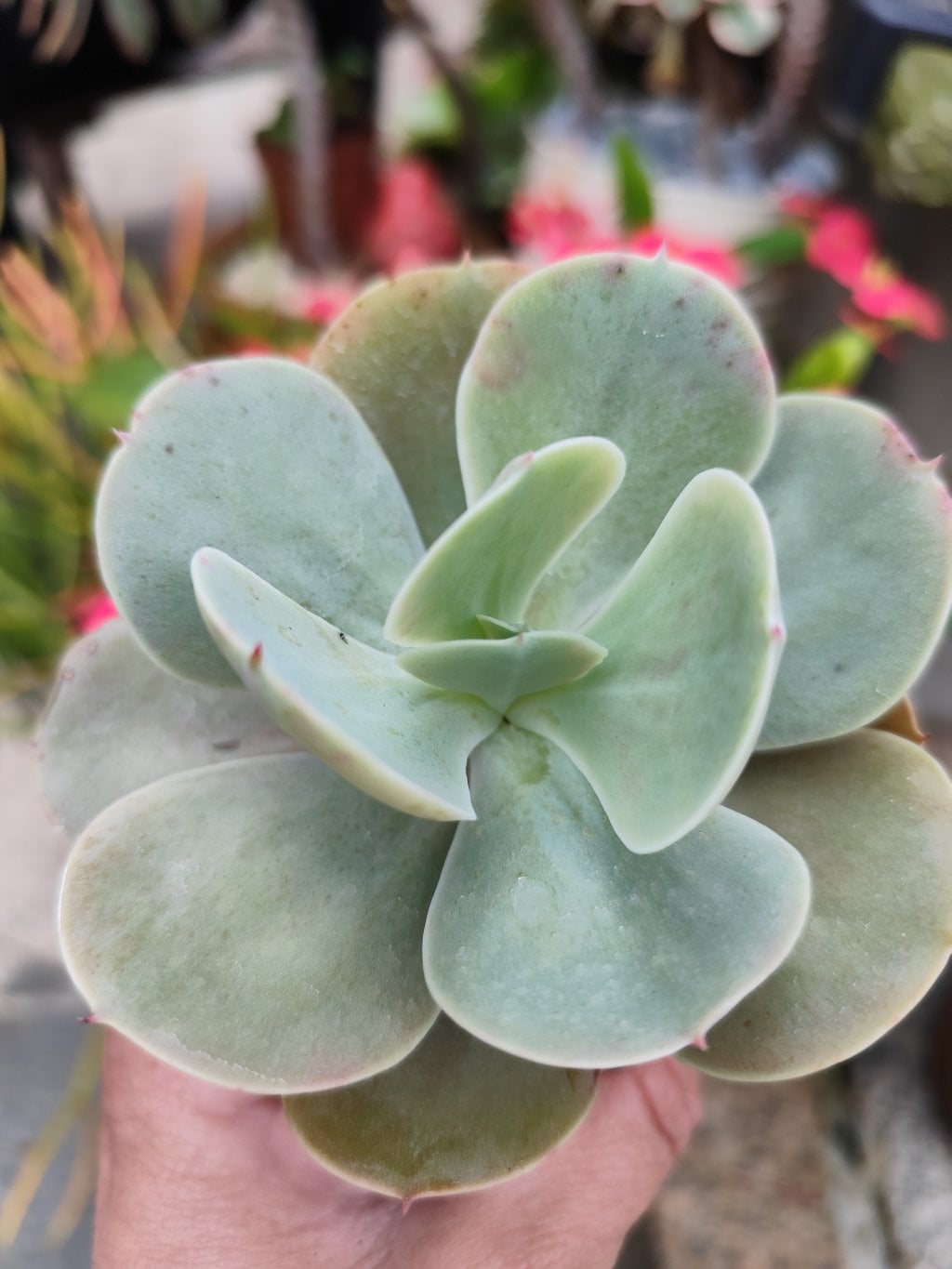 Peruvian rose 