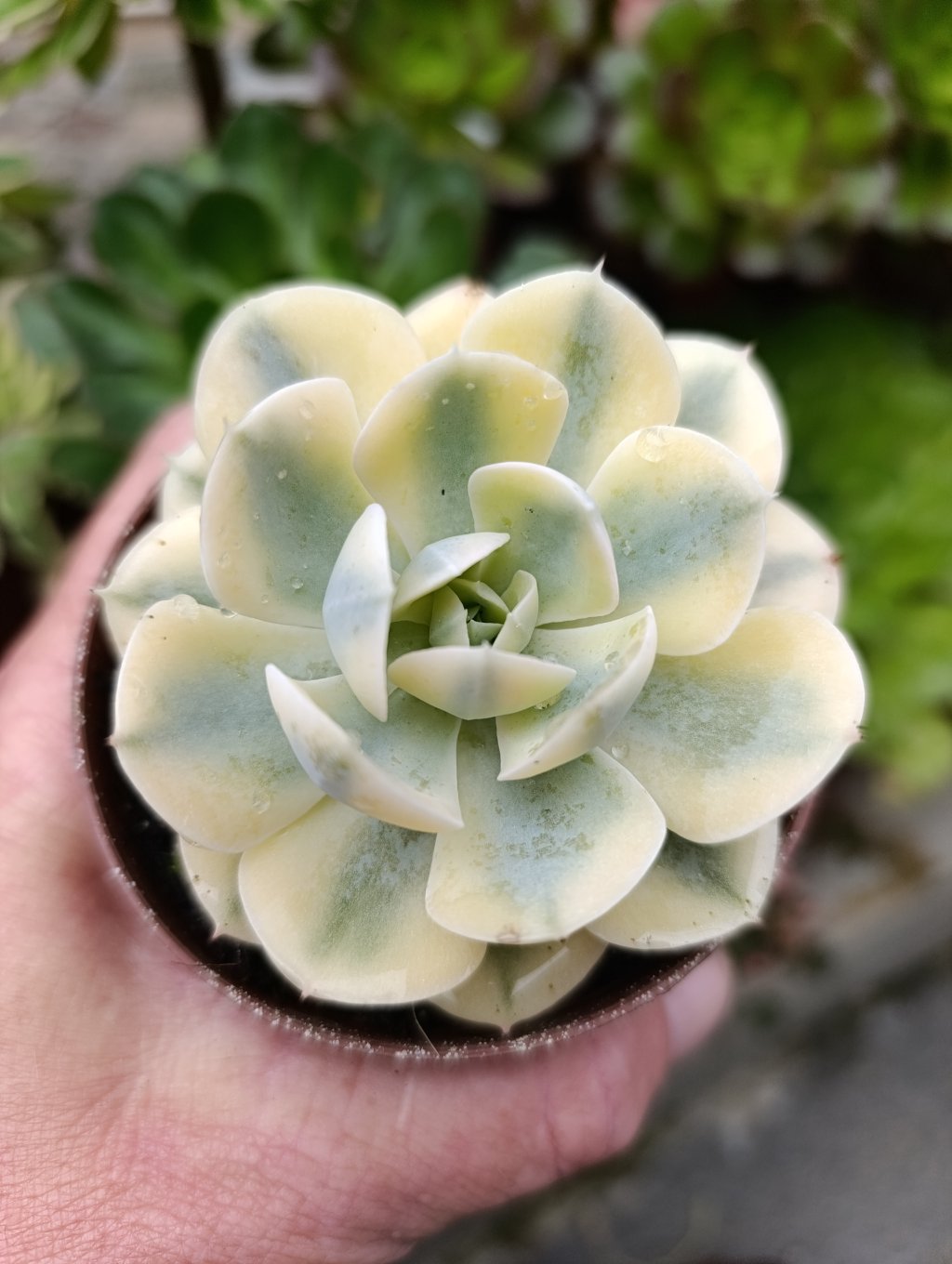 Akaioshi variegata 