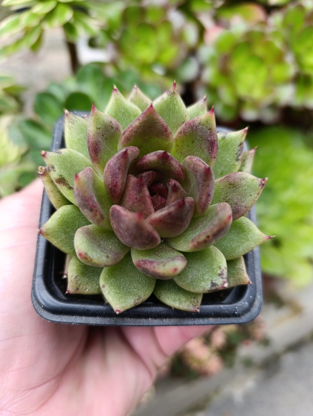 Agavoide black Queen