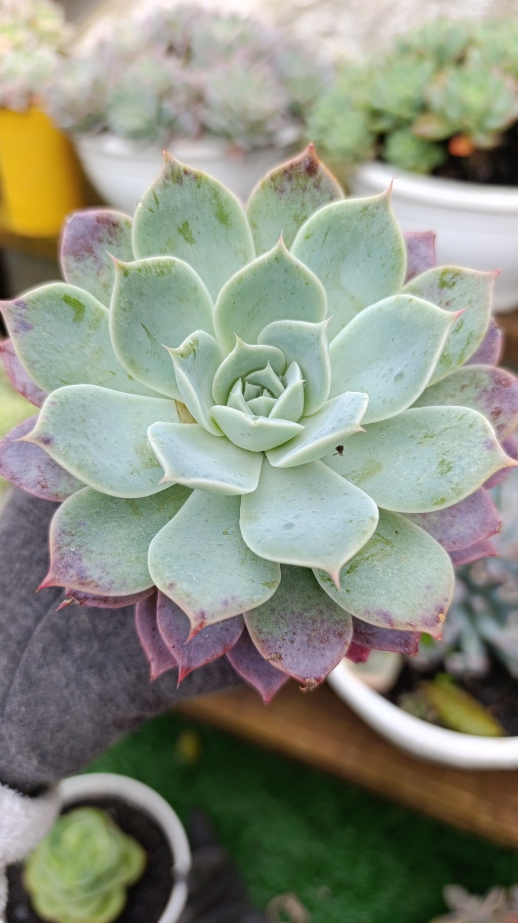 Pink buble 