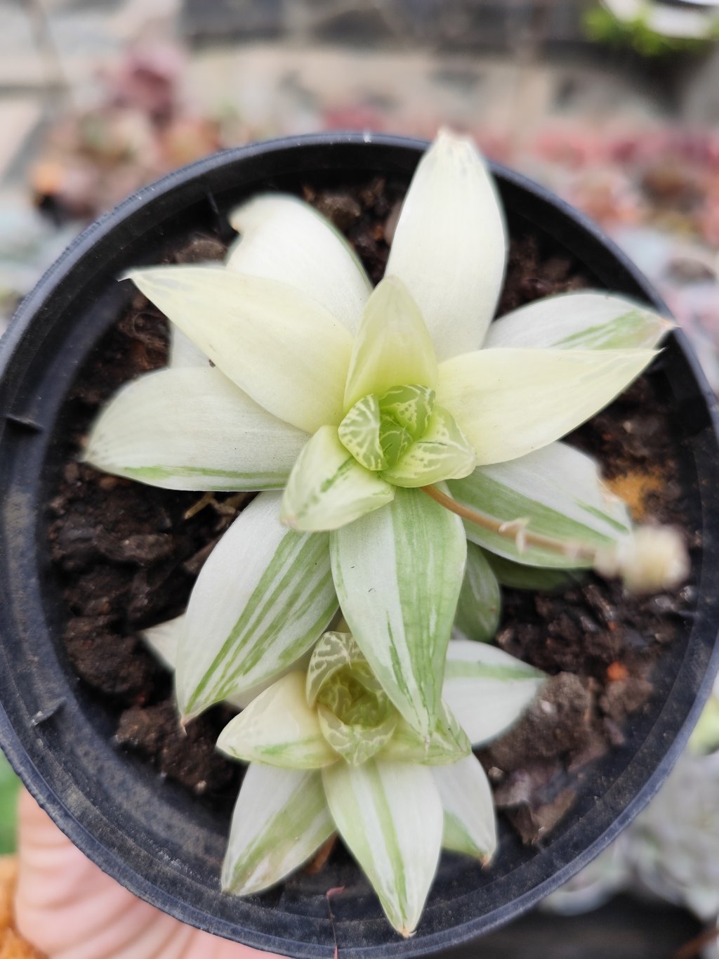 Haworthia cymbiformis 