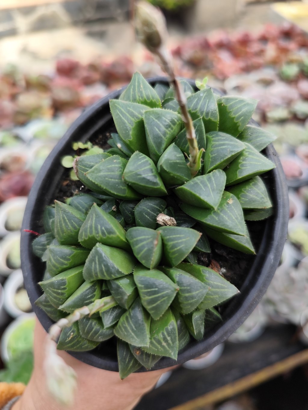 Haworthia retusa