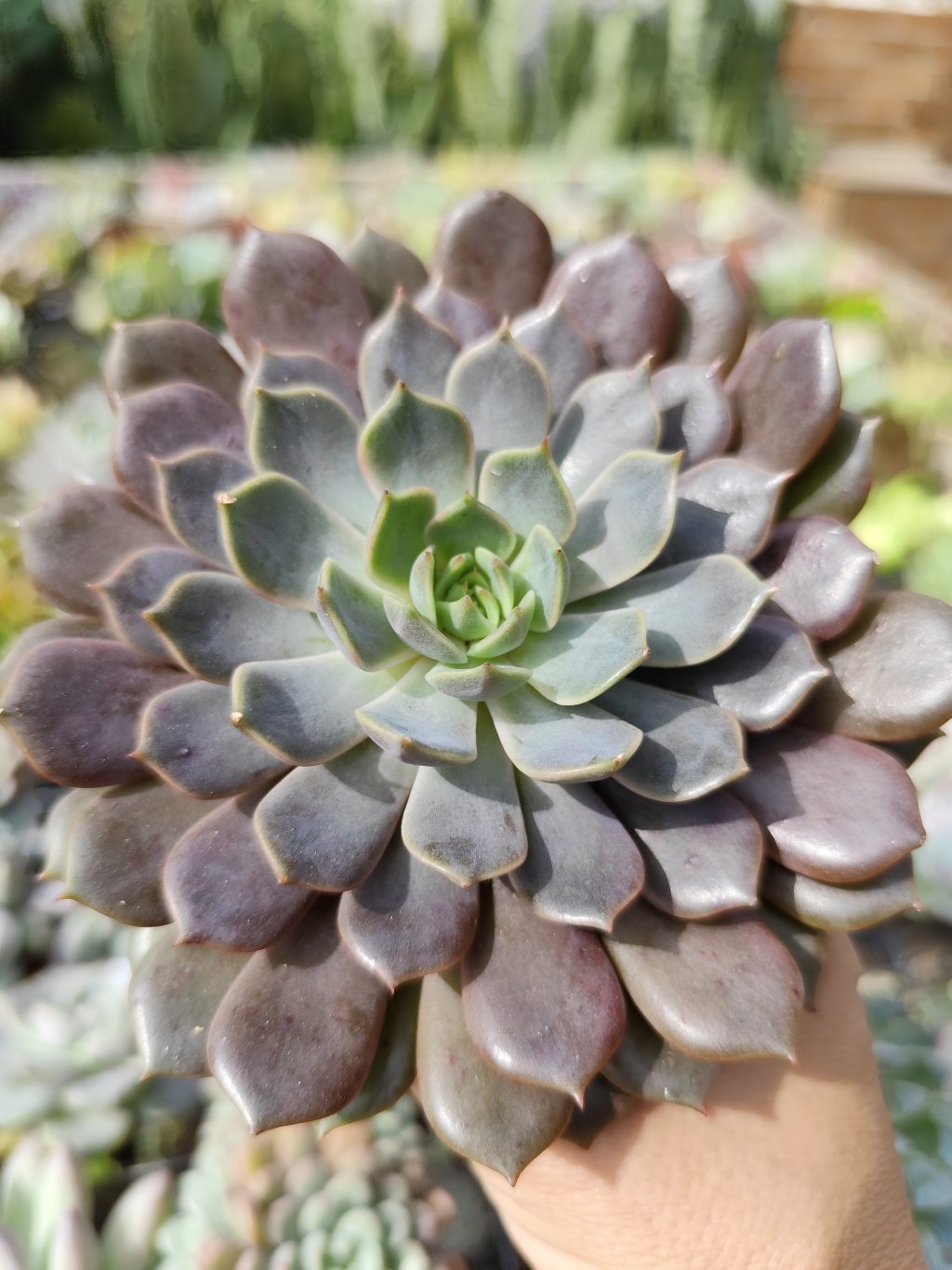 Echeveria Pluto 