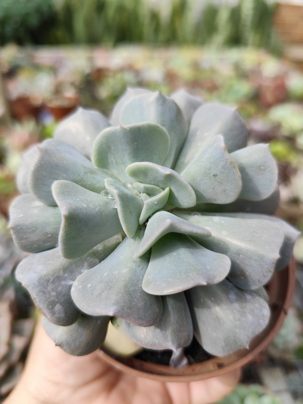 Cubic Frost 